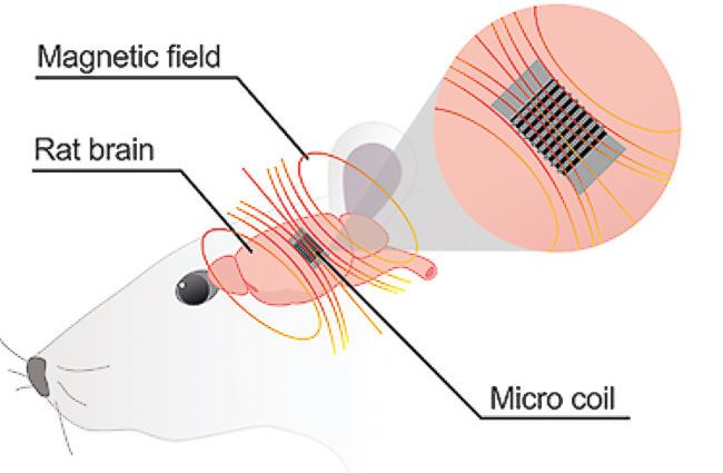 micromagnetic stimulation of the rat brain